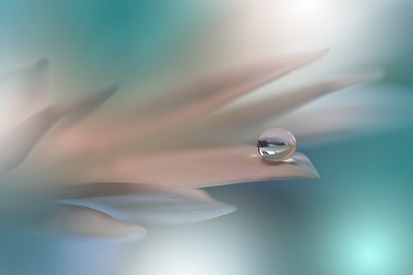 White Symphony.. fototapet