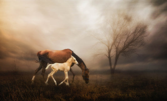 '...we're different, but the same...' fototapet