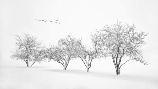 White World fototapet