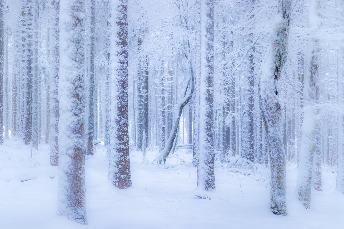 Winter forest fototapet
