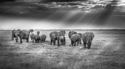 Breakfast with pachyderms fototapet