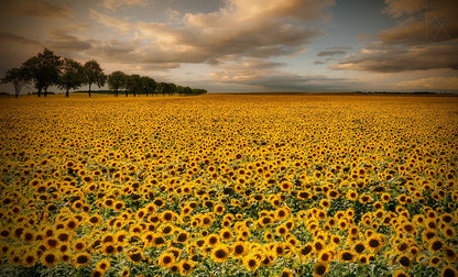 Sunflowers fototapet