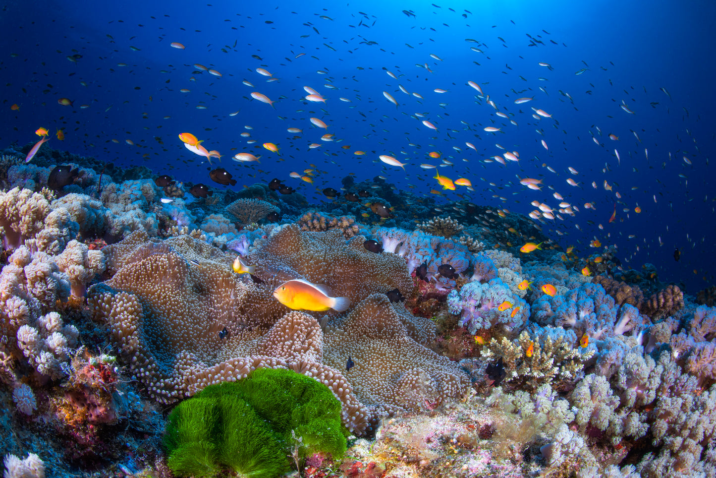 Anemon and Anthias fototapet