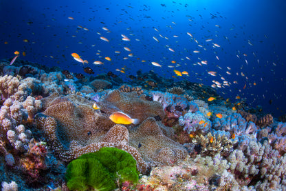 Anemon and Anthias fototapet