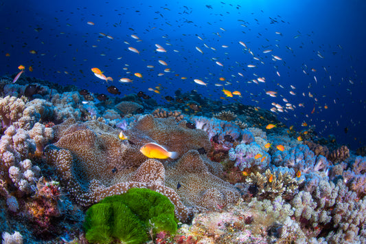 Anemon and Anthias fototapet