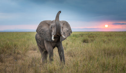 King of the domain fototapet