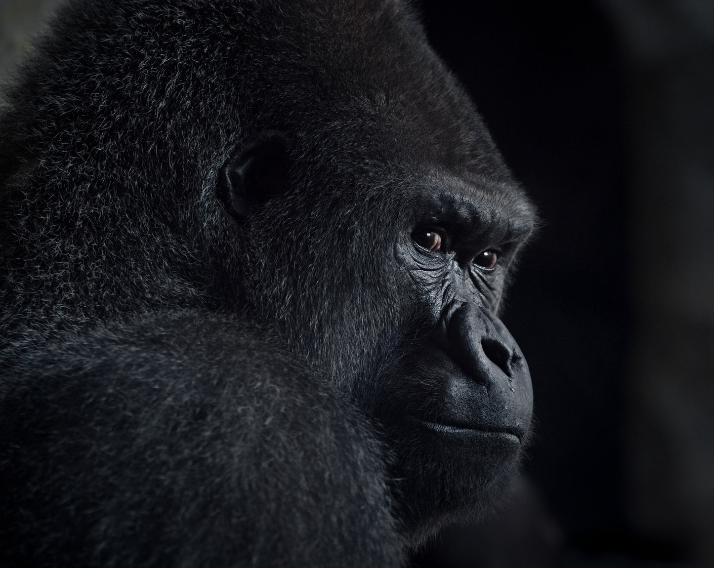 gorilla gaze fototapet