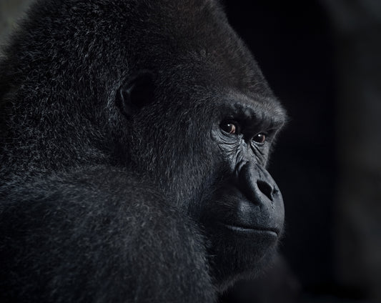 gorilla gaze fototapet