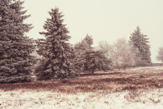 W6 1 Dsc9925 fototapet