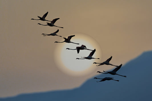 Flamingos at sunrise fototapet