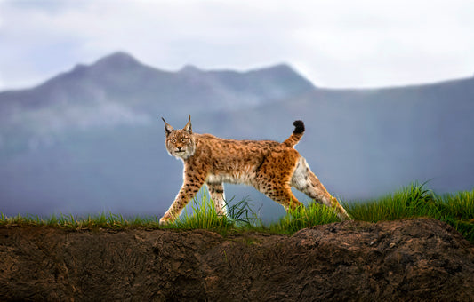 Walking Lynx fototapet