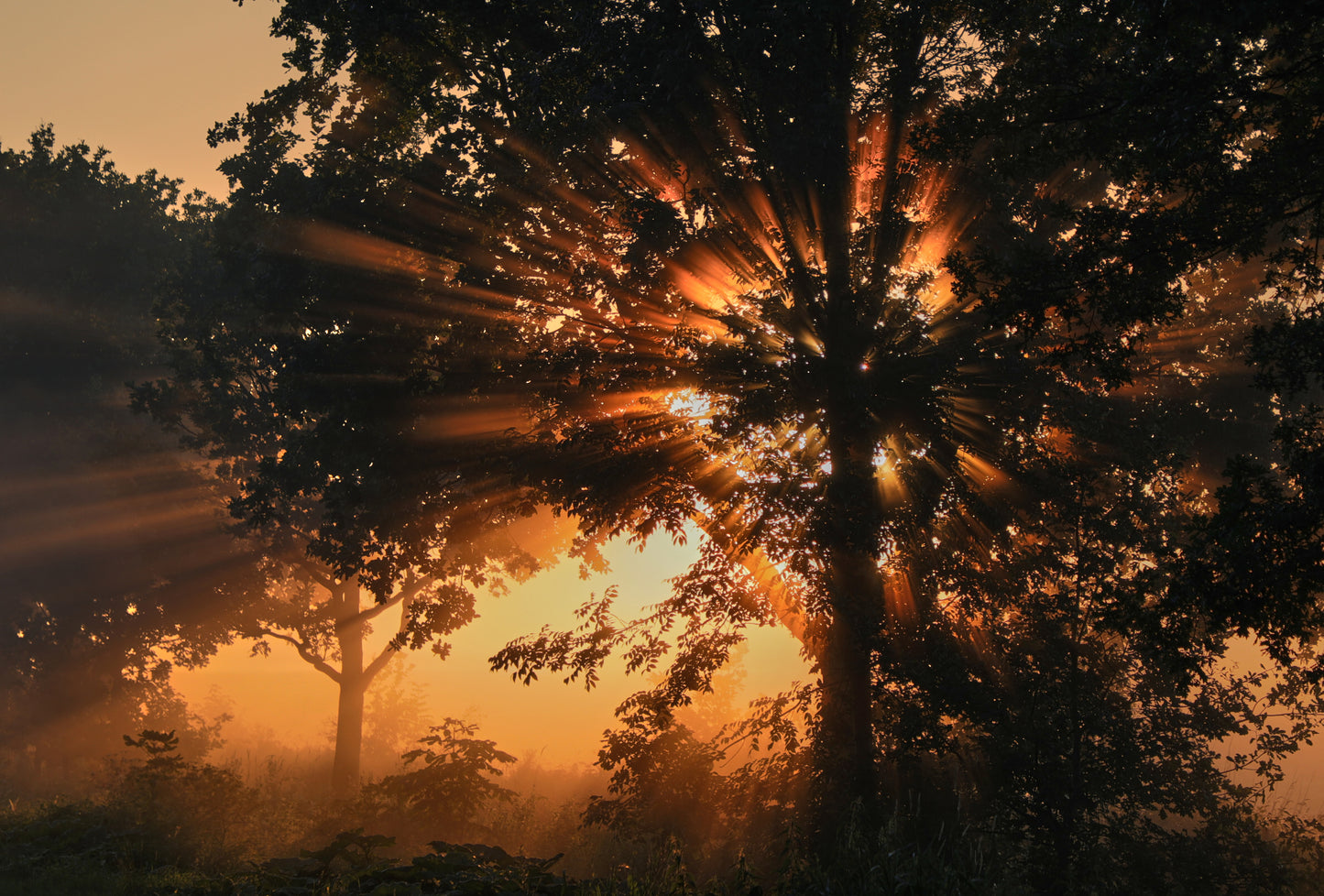 Burning tree fototapet