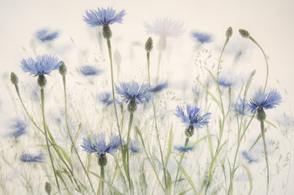 Cornflowers fototapet