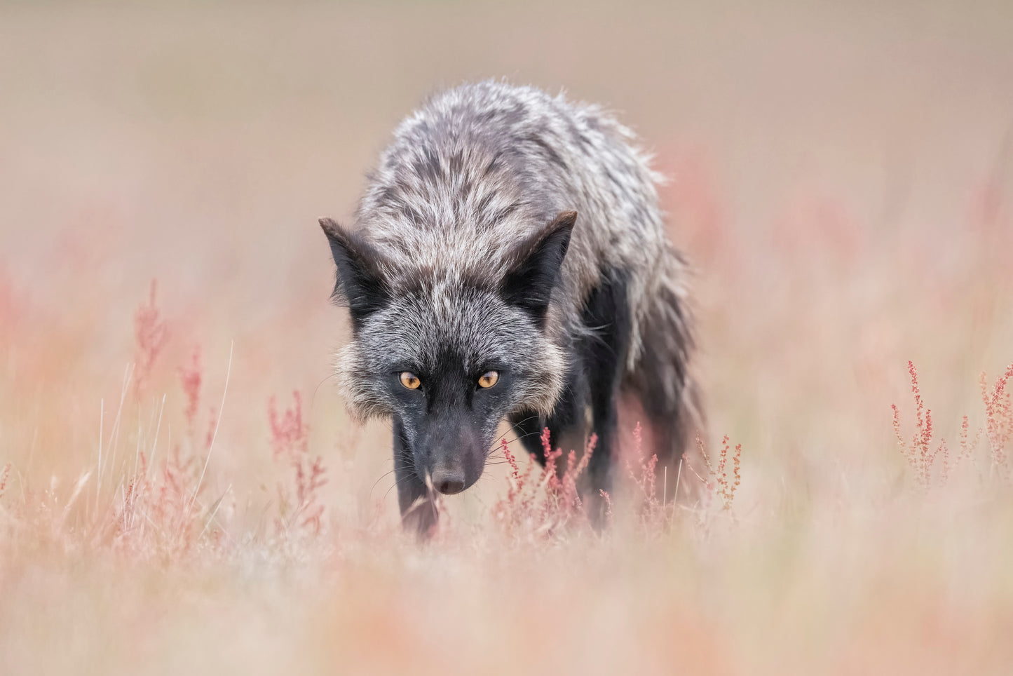 Want to challenge me? fototapet