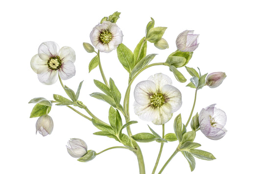 Hellebore fototapet