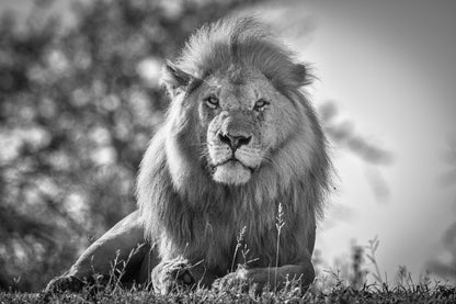 Monochromatic lion king fototapet