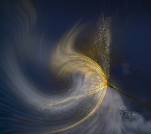 abstract  dandelion fototapet