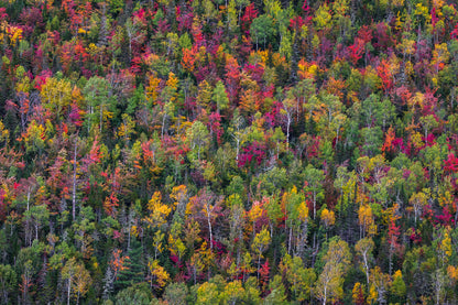 Color palette fototapet