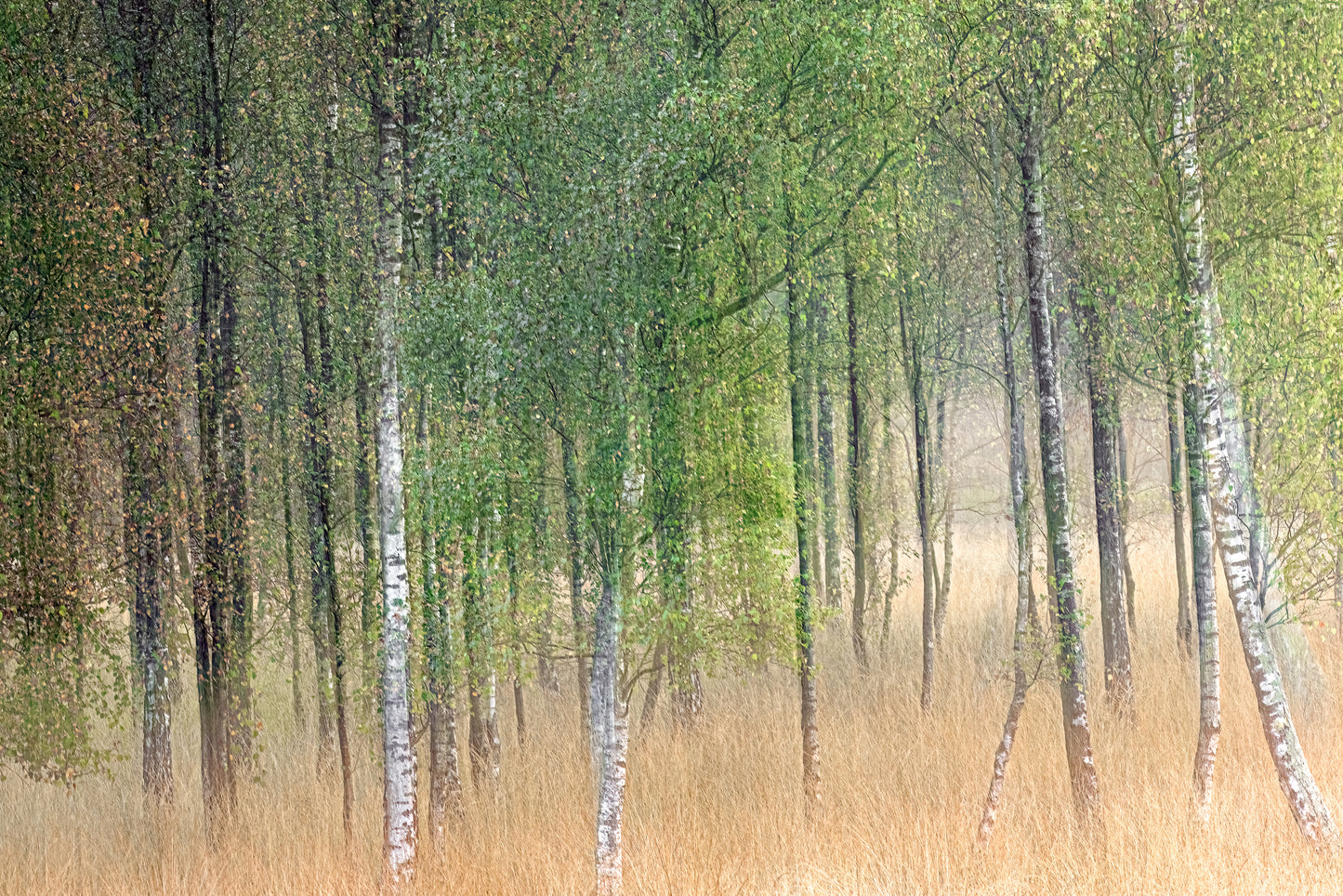 Waving trees fototapet