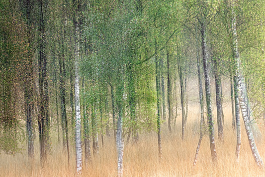 Waving trees fototapet
