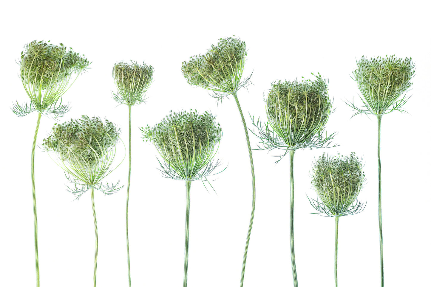 Wild Carrot fototapet