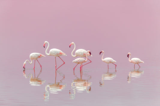 Flamingos fototapet