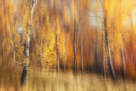 Autumn Birches fototapet