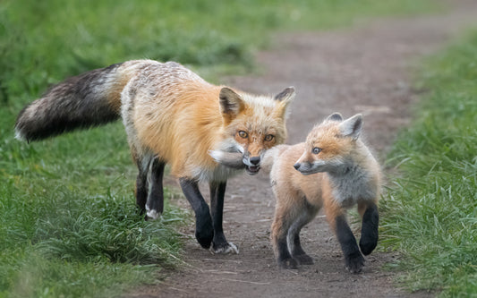 “I catch you!” fototapet