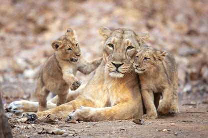 Asiatic lioness fototapet