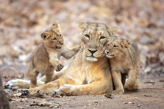 Asiatic lioness fototapet