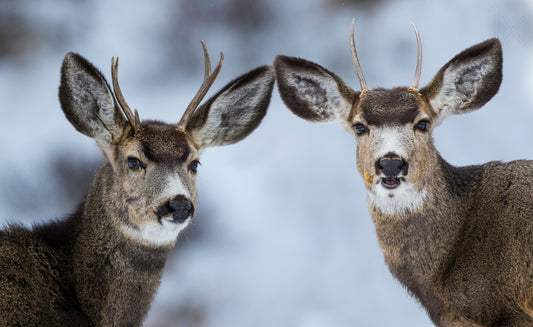 Are we there yet ... fototapet