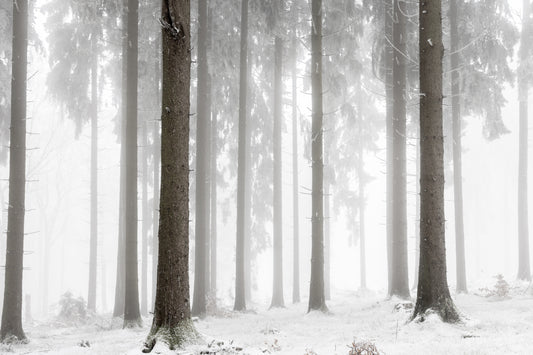 Winter Forest fototapet