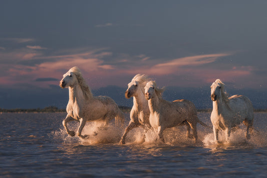 Angels of Camargue fototapet