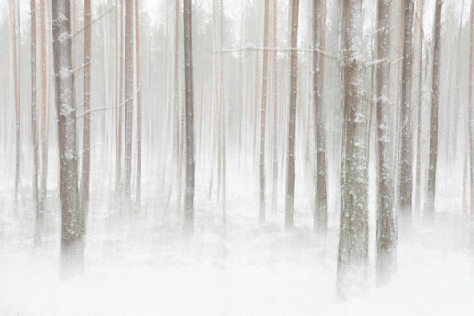 Winterforest in Sweden fototapet
