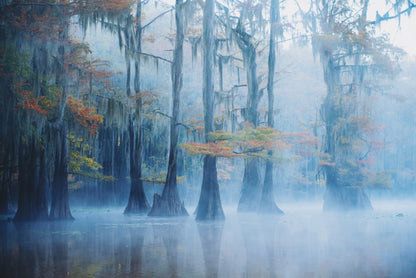 Foggy Swamp Morning fototapet