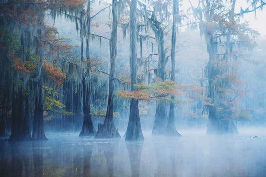 Foggy Swamp Morning fototapet