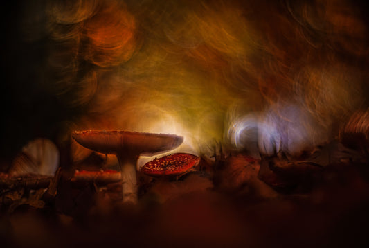 Autumn feelings fototapet