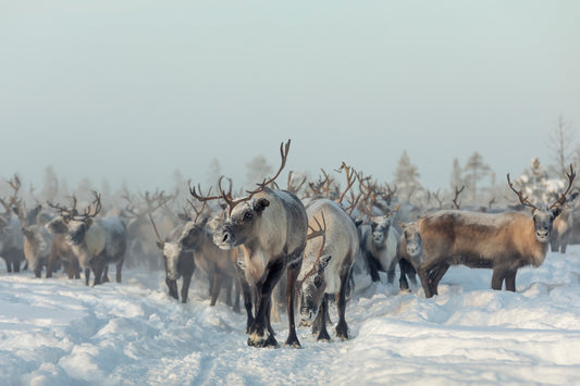 Reindeers fototapet