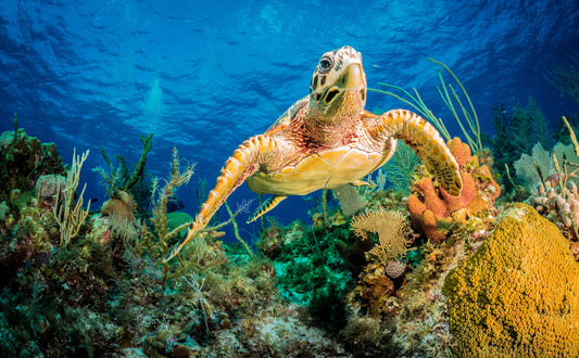 Hawksbill turtle swimming through Caribbean reef fototapet