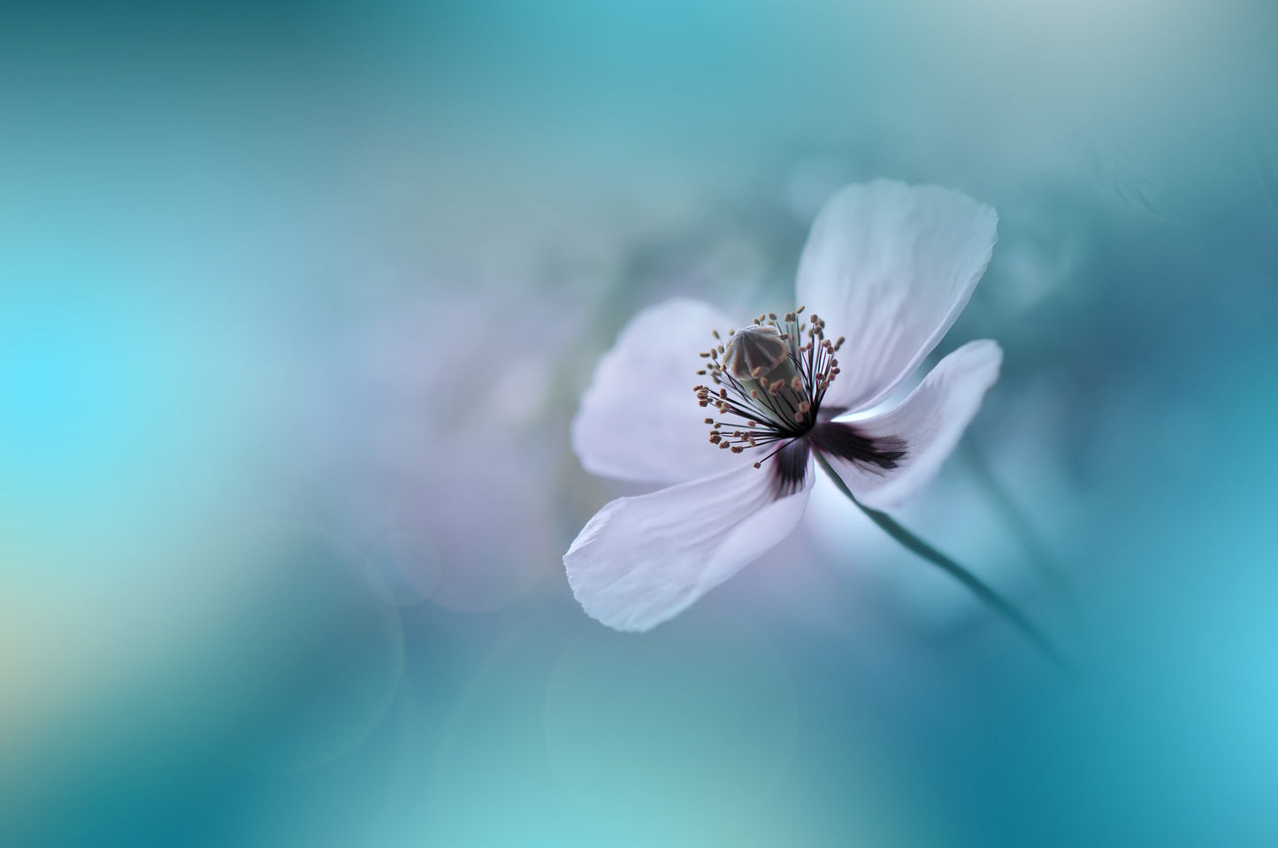 Walk Softly.. fototapet