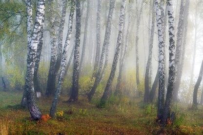 Autumn fogs fototapet