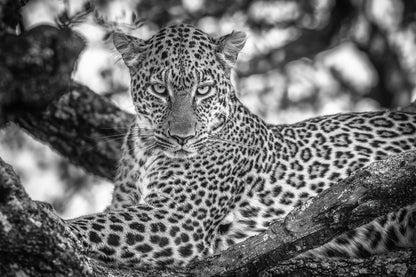 Monochrome beauty fototapet