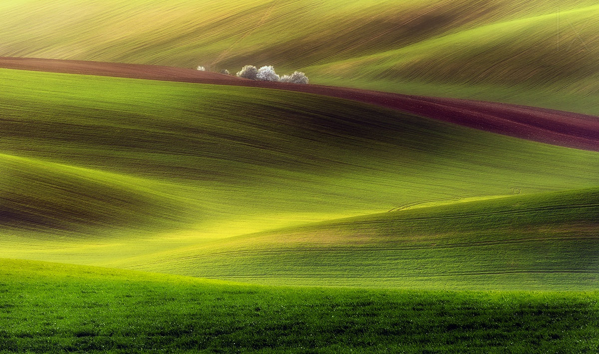 Golden fields fototapet