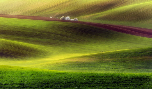 Golden fields fototapet