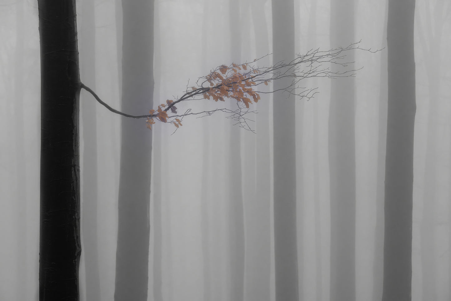 Autumn branch fototapet