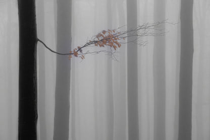 Autumn branch fototapet