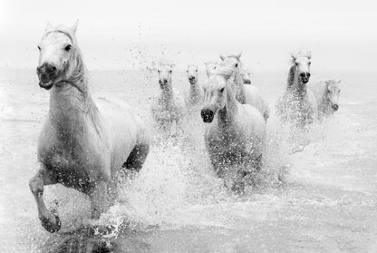 We are coming fototapet