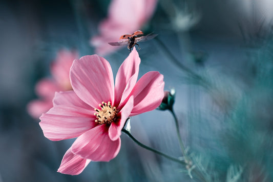 Clair de Terre fototapet