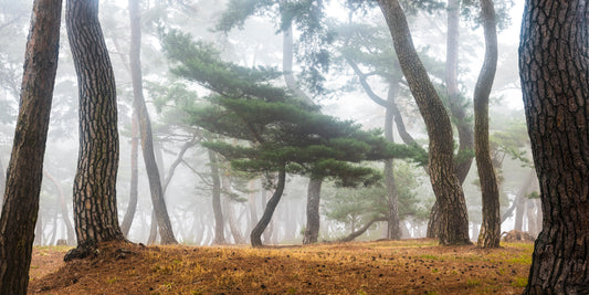 In The Misty Pine Forest fototapet