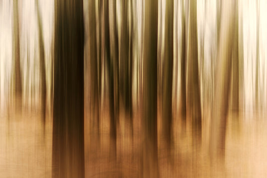 Sunrise in the Forest fototapet